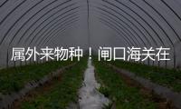 属外来物种
！闸口海关在拱北口岸截获72只活体蟹