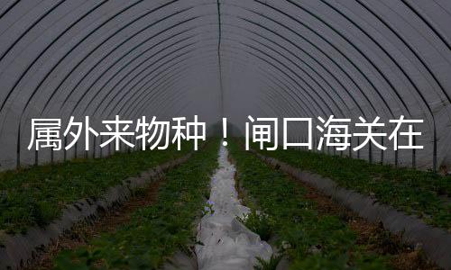 属外违反规定的物种