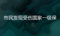 市民发现受伤国家一级保护动物绿海龟，珠海多部门联动接力救助→