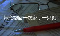 带宠物回一次家
，一只狗要比一只猫多花多少钱�？｜春节账单④