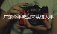 广东今年或迎来荔枝大年，产量有望比去年激增三到四成