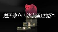 逆天改命
�！沙漠里也能种出“吨粮田”