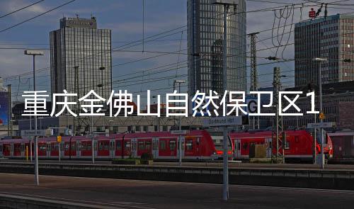 山自银杉因数量稀少