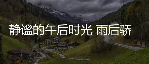 惬意在那里的相伴每一天