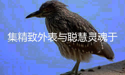 有趣的表聪灵魂万里挑一