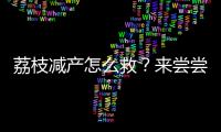荔枝减产怎么救
？来尝尝“冻眠荔枝”
