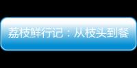 荔枝鲜行记：从枝头到餐桌，中国重汽豪沃TS7冷藏车让鲜甜如约而至