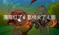 莲雾红了！荔枝火了！葡萄熟了......金湾“甜蜜夏季”开启！