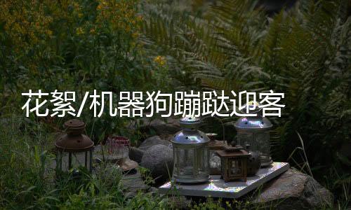花絮这只机器狗来回蹦跶