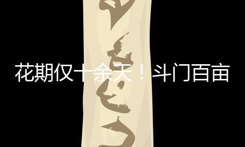 天斗村委会副主任邝杰良介绍