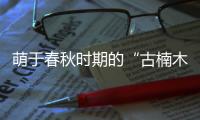 萌于春秋时期的“古楠木王”被盗割�，11人获刑