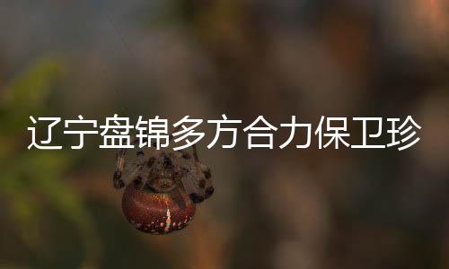 但大家对黑嘴鸥太陌生了