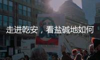 走进乾安，看盐碱地如何被炼成“肥田”