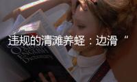 违规的清滩养蛏�：边滑“泥橇”边下农药