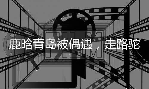 鹿晗路驼倒像是青岛个老奶奶
