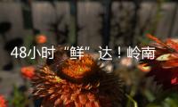 48小时“鲜”达
！岭南荔枝香飘迪拜
