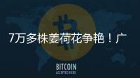 7万多株姜荷花争艳！广州白云第三届姜荷花文化节本周五开幕