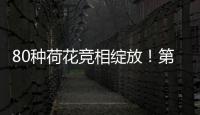 80种荷花竞相绽放！第三届横琴荷花节启幕