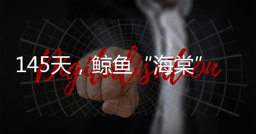 鲸鱼大家为它取名“海棠”