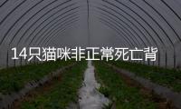 14只猫咪非正常死亡背后
，警惕“踢猫效应”