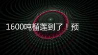 1600吨榴莲到了�！预计本月中下旬降价